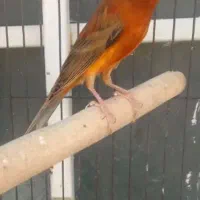 قناری سرخ مست|پرنده|شیراز, کوشک میدان|دیوار