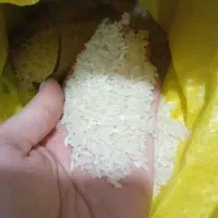 فروش برنج ایرانی فجر (سوزنی) محصول شالیزار خودم