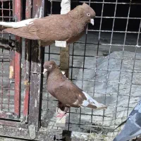 جفت کبوتر سرخ دم سفید عتیغه
