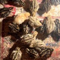 بلدرچین 10 روزه