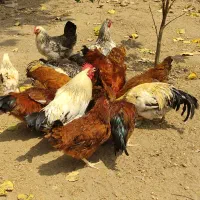 مرغ خروس گلپایگان