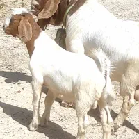 کهره نر بوئر از پازن بوئر اصلی