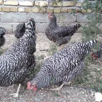 مرغ تخم گذار خوب میخوای، آمروک پرورش بده|حیوانات مزرعه|لنگرود, |دیوار