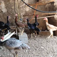 مرغ خروس فروشی جفت|حیوانات مزرعه|مهران (هرمزگان), |دیوار