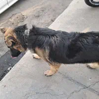 سگ ۷ ماه|سگ|فردیس, سرحدی|دیوار