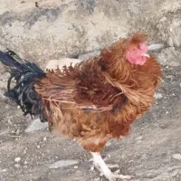 دوعددخروس سرحال چگنی