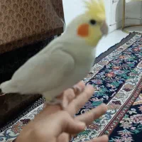 2عدد عروس هلندی نرسخنگو|پرنده|نسیم‌شهر, |دیوار