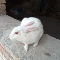 دوتا خرگوش زبل زیبا قیمت دوتاش 500|موش و خرگوش|سراب, |دیوار