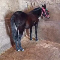 خرید قاطر فروش قاطر|حیوانات مزرعه|لاران, |دیوار