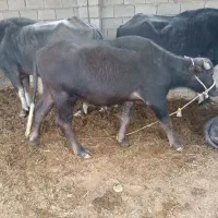 گاومیش|حیوانات مزرعه|شوشتر, |دیوار