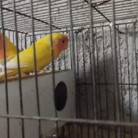 کوتوله برزیلی بالغ نرو ماده معاوضه و فروش|پرنده|جهرم, |دیوار