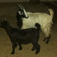 بز کهردار
