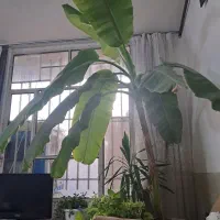 درخت موز|گل و گیاه طبیعی|مشهد, شهید آوینی|دیوار