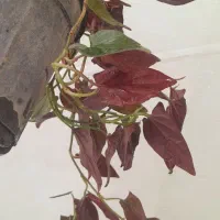 بنفشه ،مانسترا تای،سینگونیوم بلک ،کنتیا|گل و گیاه طبیعی|مشهد, حسابی جنوبی (شهرک غرب)|دیوار