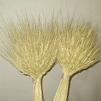 گل گندم|گل و گیاه طبیعی|رشت, فلسطین|دیوار