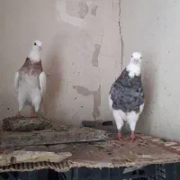 طوقی نر و ماده|پرنده|کرمانشاه, |دیوار