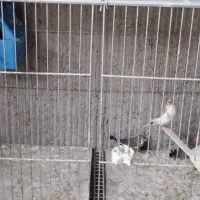 مرغ عشق طوطی برزیلی|پرنده|محمدشهر, ولدآباد بزرگ|دیوار