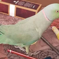 ملنگو سخن گو نر بسیار باهوش