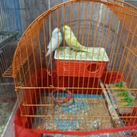 یک عروس هلندی آلبینو سخنگو کاملا اهلی|پرنده|اشنویه, |دیوار