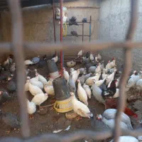 دستگاه جوجه کشی و مرغ شاخدار|حیوانات مزرعه|پیشوا, |دیوار