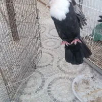 نرومادع کربلایی سیاه عروسک