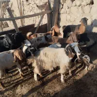 باسلام تعداد10رس بزجوان توشتیرسالم بشرط|حیوانات مزرعه|درب گنبد, |دیوار