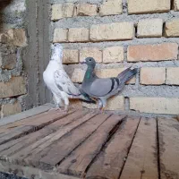 کفتر کبوتر پلاکی مسافتی ابلغ گوره سبز زرد دم سفید