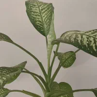 دیفن باخلیای نژاد پهن برگ|گل و گیاه طبیعی|قروه, |دیوار