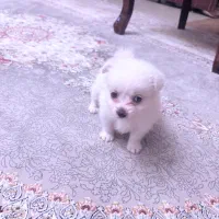 پامرانین خرسی