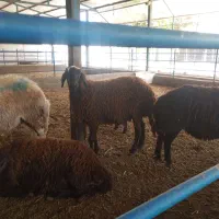 میش وبره|حیوانات مزرعه|مشهد, شمس آباد|دیوار