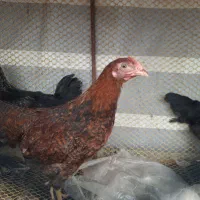 نیمچه مرغ و خروس