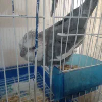 تعدادی عروس هلندی سخنگو مرغ عشق سخنگو.خطوطی خورشید|پرنده|تاکستان, |دیوار