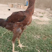 جوجه لاری