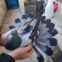 نر گچی ماده نقره ای