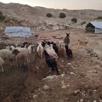 سلام ۲۰ راس بز آبستن جوان|حیوانات مزرعه|زرین آباد, |دیوار