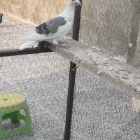 دوکتی|پرنده|شوشتر, |دیوار