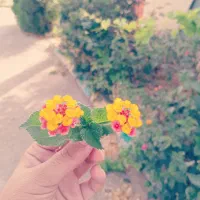 کارت بانکی تجارت و کمیته امداد گم کردم