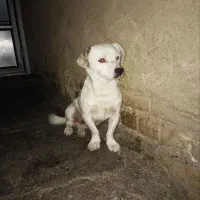 سگ ژرمن‌|سگ|کرمانشاه, |دیوار