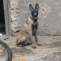 ماده مالینویز