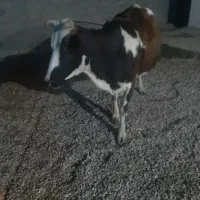 گاو|حیوانات مزرعه|کرخه, |دیوار