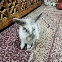 خرگوش|موش و خرگوش|اهواز, شهرک برق|دیوار