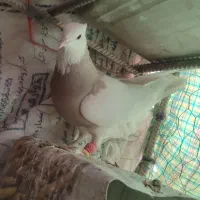 طوقی کله الماسی سینه ای سرخ کله ا عروس هلندی سخنگو|پرنده|مبارکه, |دیوار