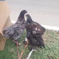 جوجه خروس برهما و یک جفت ایام سمانی|حیوانات مزرعه|گنبد کاووس, |دیوار