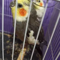 عروس هلندی نر و ماده وکوتوله