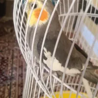 عروس هلندی|پرنده|بختگان, |دیوار