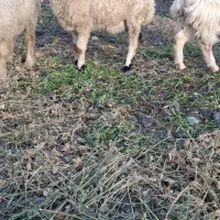 بره ماده فروشی ۷۶۰۰