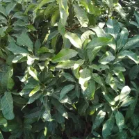 نهال انبه ۲ ساله