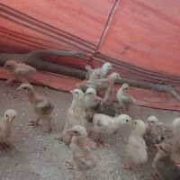 تخم نطفه دار و جوجه اصیل برهما|پرنده|نورآباد, |دیوار