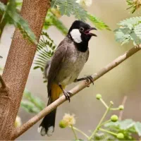 سهره خرمایی|پرنده|اصفهان, بوستان ناژوان|دیوار