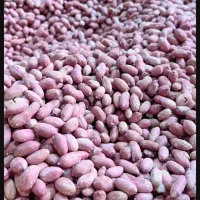 بادام زمینی ۲ اتیشه استانه اشرفیه